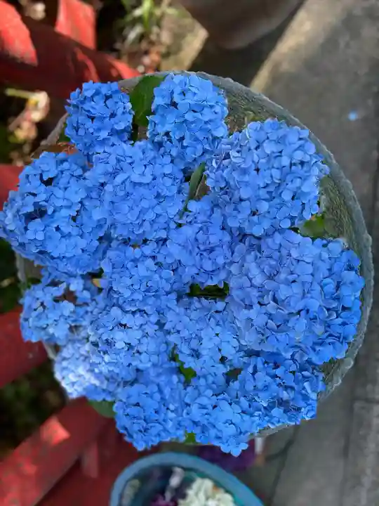 川越八幡宮(埼玉県)