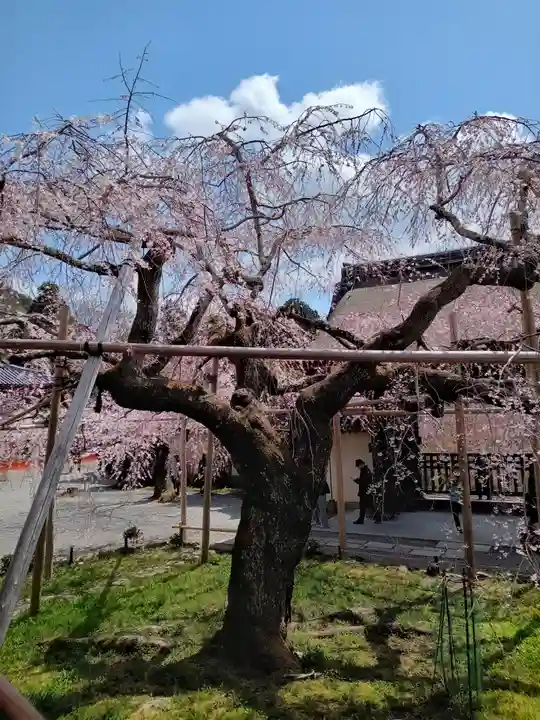毘沙門堂門跡(京都府)