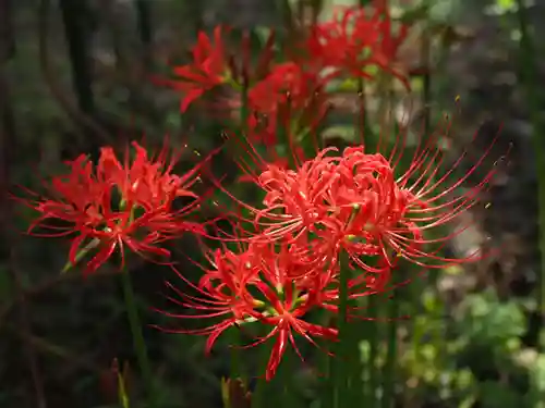 今市報徳二宮神社の自然