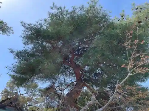 葛飾八幡宮(千葉県)