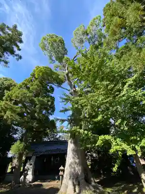諏訪神社の自然