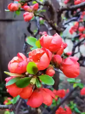 聖輪寺(東京都)
