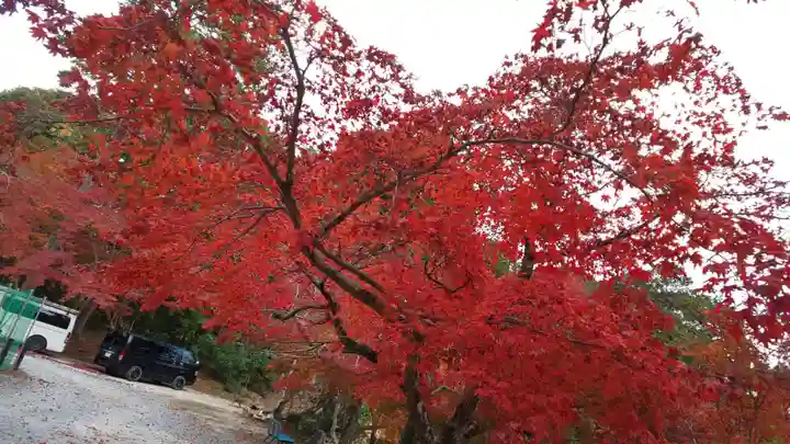 大原野神社の自然