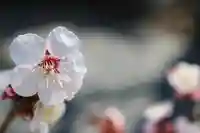 くまくま神社(導きの社 熊野町熊野神社)の自然