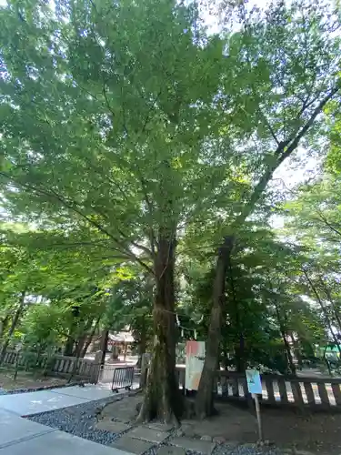 布多天神社の自然