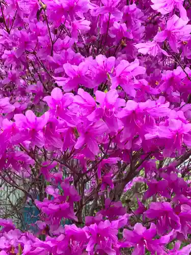 大山寺(神奈川県)