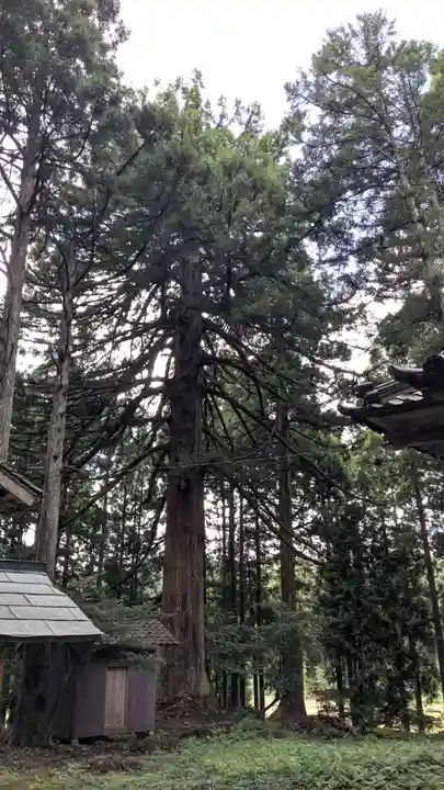 白山神社の自然