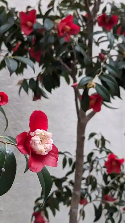 誓願寺(京都府)