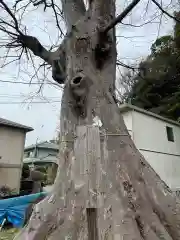 白旗神社の自然