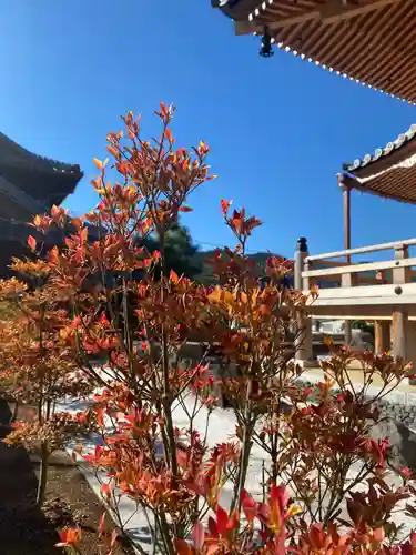 瑠璃光山　医王寺(和歌山県)