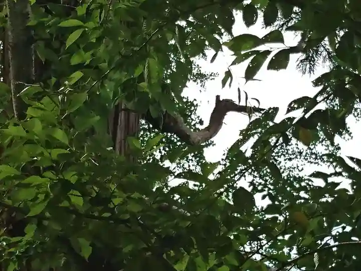 加賀神明宮の自然