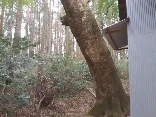 諏訪神社の自然