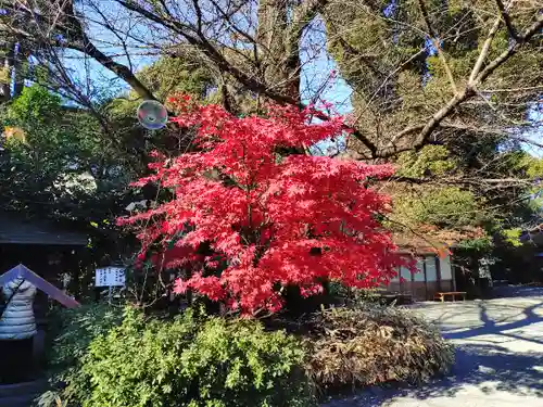 阿佐ヶ谷神明宮(東京都)