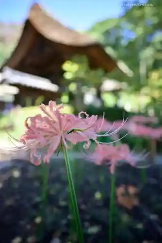 横浜　西方寺の自然