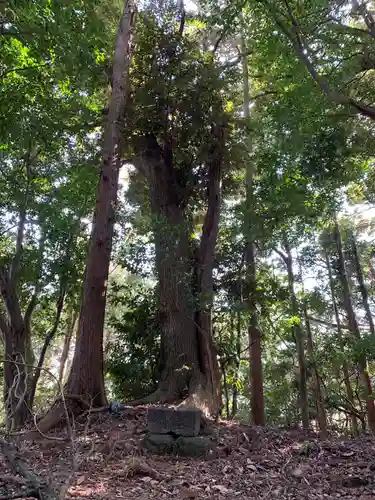 浅間神社の自然