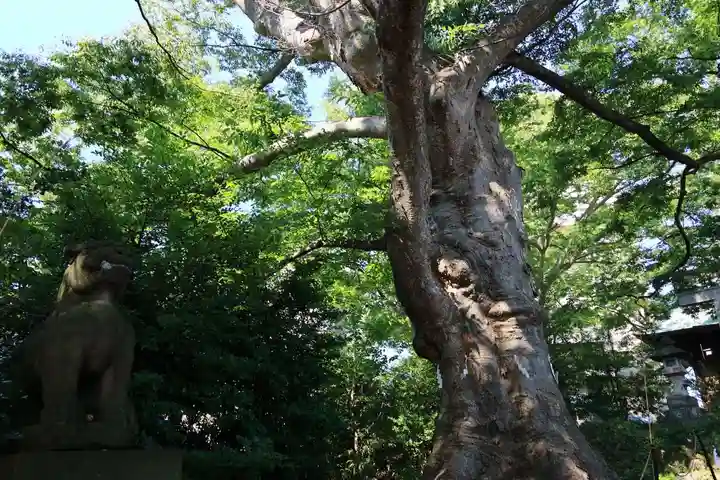 愛宕神社の自然