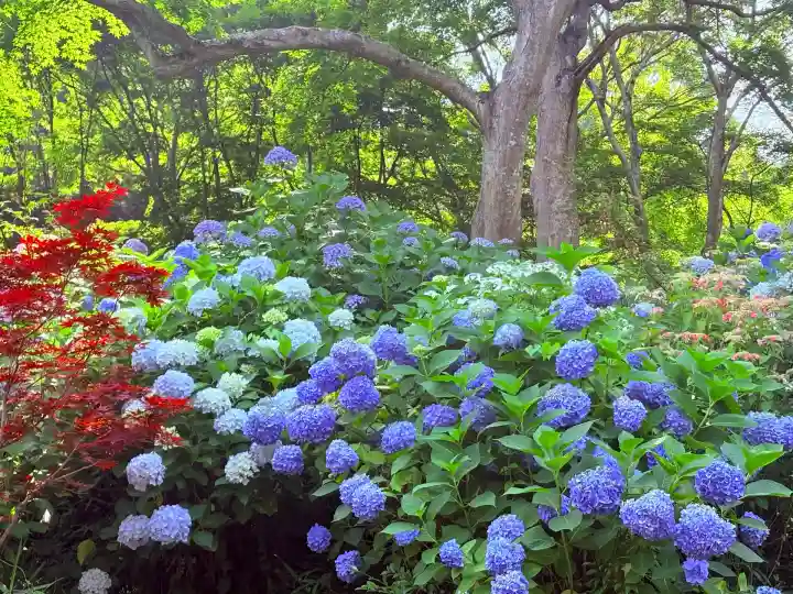 普門寺(切り絵御朱印発祥の寺)(愛知県)
