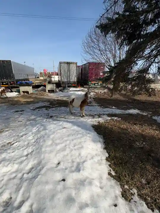 白人神社の{uncategorized: "未分類", other: "その他", undefined: "問題あり", building: "その他建物", grave: "お墓", sacred_gate: "鳥居", guardian: "狛犬", statue: "像", buddha: "仏像", history: "歴史", nature: "自然", garden: "庭園", animal: "動物", pagoda: "塔", temizu: "手水舎", mountain_gate: "山門・神門", sanctuary: "本殿・本堂", subordinate: "末社・摂社", art: "芸術", scenery: "景色", jizo: "地蔵", ema: "絵馬", goshuin: "御朱印", omikuji: "おみくじ", items: "授与品その他", amulet: "お守り", goshuincho: "御朱印帳", eats: "食事", festival: "お祭り", votive_dance: "神楽", shichigosan: "七五三参", wedding: "結婚式", experience: "体験その他", initially: "初詣", around: "周辺", anti_infection: "感染症対策"}