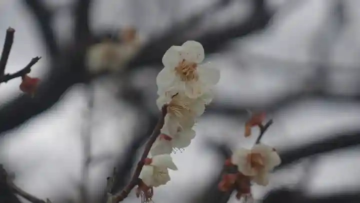 長岡天満宮の自然