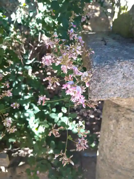 阿智神社の自然