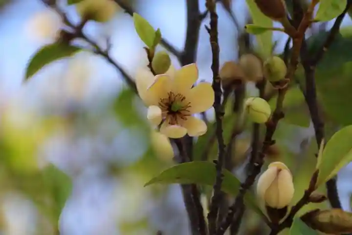 阿邪訶根神社の自然