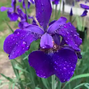 滑川神社 - 仕事と子どもの守り神の自然(2021年05月18日(火) 13時59分25秒投稿)