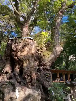 來宮神社(静岡県)