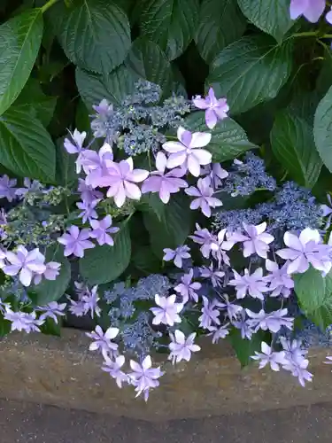 白山神社(東京都)