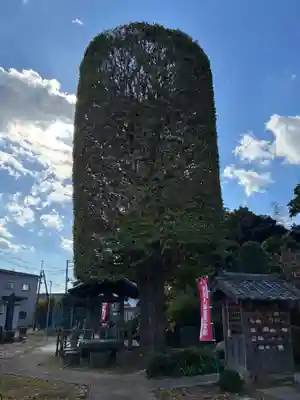 真蔵院(千葉県)