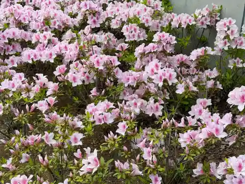 越ヶ谷久伊豆神社の{uncategorized: "未分類", other: "その他", undefined: "問題あり", building: "その他建物", grave: "お墓", sacred_gate: "鳥居", guardian: "狛犬", statue: "像", buddha: "仏像", history: "歴史", nature: "自然", garden: "庭園", animal: "動物", pagoda: "塔", temizu: "手水舎", mountain_gate: "山門・神門", sanctuary: "本殿・本堂", subordinate: "末社・摂社", art: "芸術", scenery: "景色", jizo: "地蔵", ema: "絵馬", goshuin: "御朱印", omikuji: "おみくじ", items: "授与品その他", amulet: "お守り", goshuincho: "御朱印帳", eats: "食事", festival: "お祭り", votive_dance: "神楽", shichigosan: "七五三参", wedding: "結婚式", experience: "体験その他", initially: "初詣", around: "周辺", anti_infection: "感染症対策"}