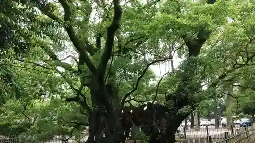 浜松八幡宮の自然