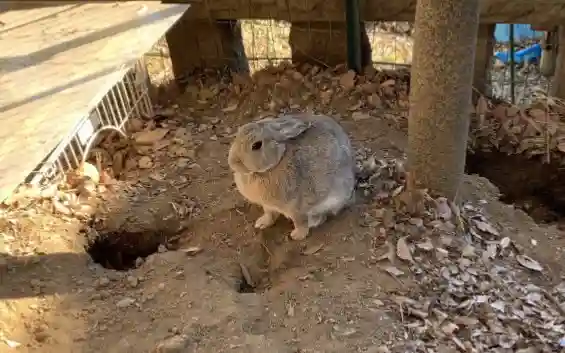 太子堂八幡神社(東京都)