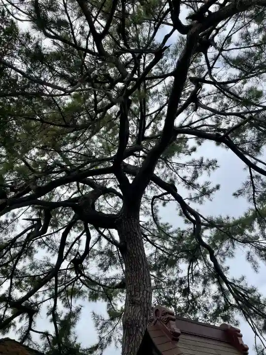 第六天神社の{uncategorized: "未分類", other: "その他", undefined: "問題あり", building: "その他建物", grave: "お墓", sacred_gate: "鳥居", guardian: "狛犬", statue: "像", buddha: "仏像", history: "歴史", nature: "自然", garden: "庭園", animal: "動物", pagoda: "塔", temizu: "手水舎", mountain_gate: "山門・神門", sanctuary: "本殿・本堂", subordinate: "末社・摂社", art: "芸術", scenery: "景色", jizo: "地蔵", ema: "絵馬", goshuin: "御朱印", omikuji: "おみくじ", items: "授与品その他", amulet: "お守り", goshuincho: "御朱印帳", eats: "食事", festival: "お祭り", votive_dance: "神楽", shichigosan: "七五三参", wedding: "結婚式", experience: "体験その他", initially: "初詣", around: "周辺", anti_infection: "感染症対策"}