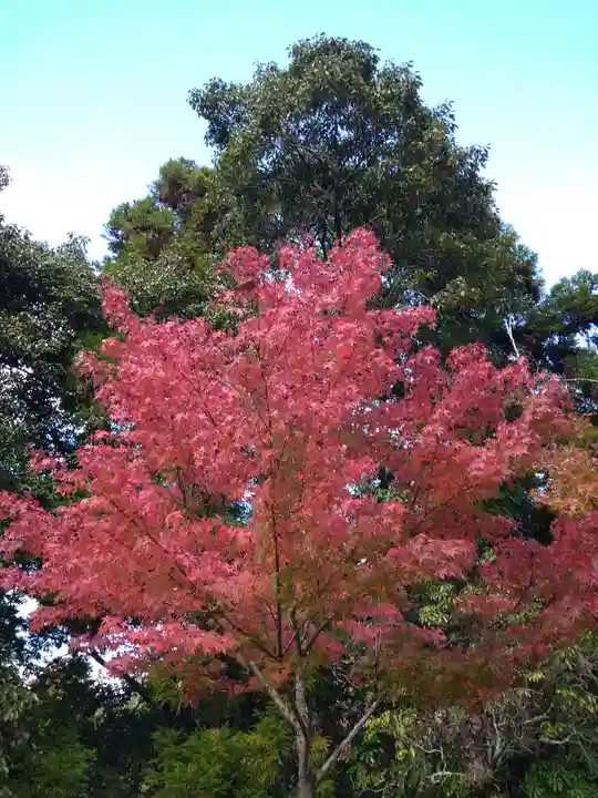 四宮神社の自然