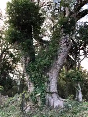 揖宿神社の自然