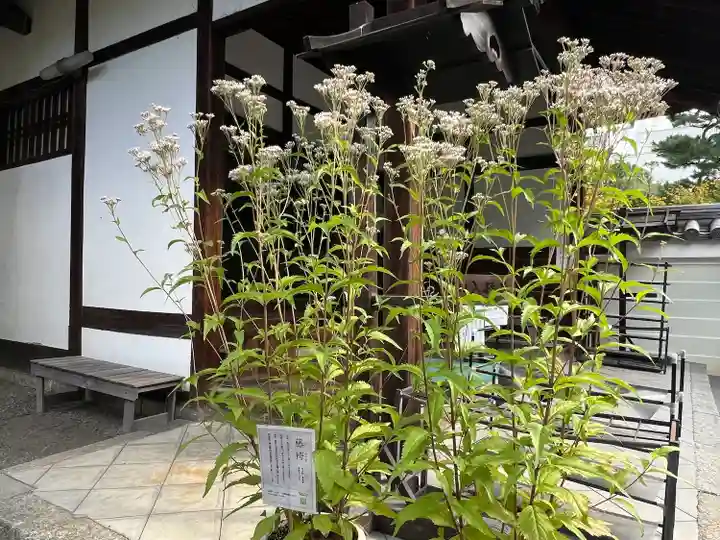 廬山寺(廬山天台講寺)(京都府)