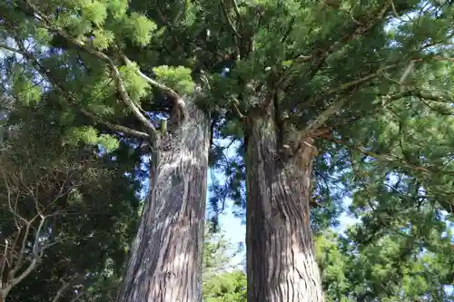菅布禰神社の自然