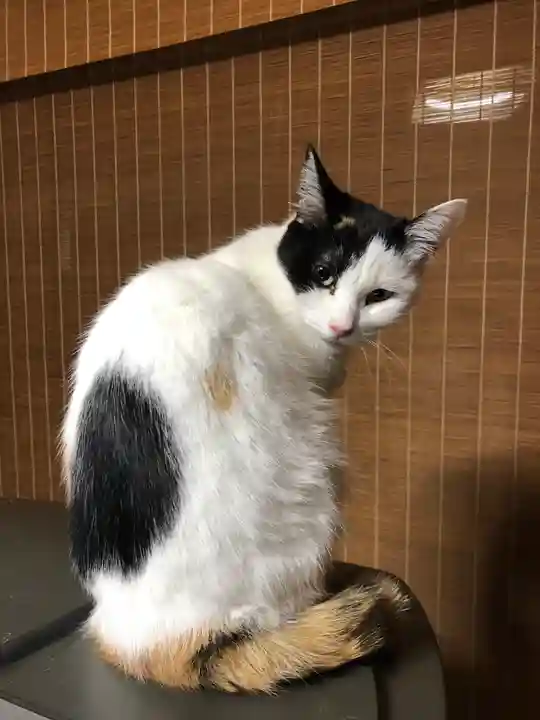 愛宕神社の動物