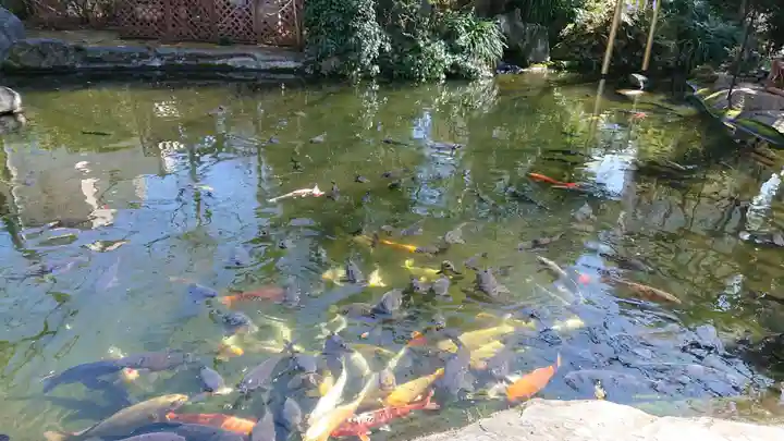 愛宕神社の動物
