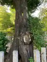 所澤神明社(埼玉県)