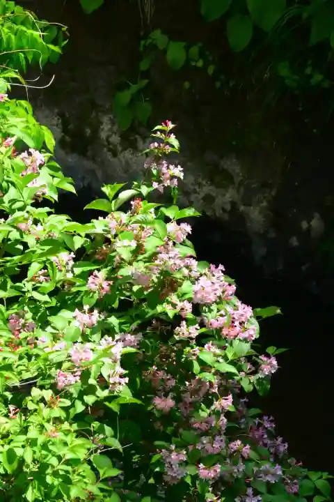 高龍神社(新潟県)