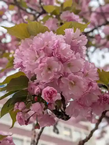 桜神宮(東京都)