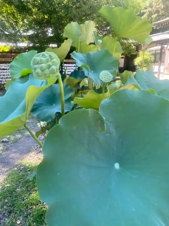 畑子安神社(千葉県)