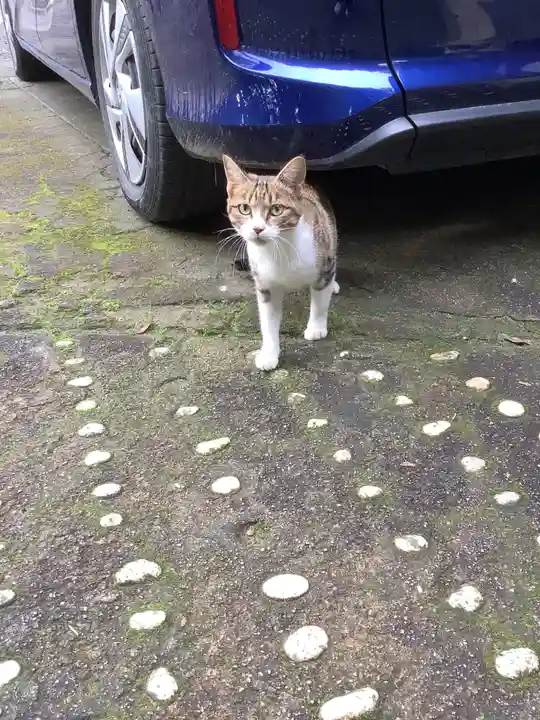 玉野御嶽神社の動物