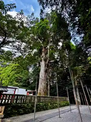 霧島神宮(鹿児島県)