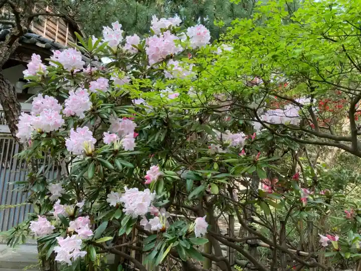 安國論寺(安国論寺)の自然