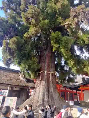春日大社(奈良県)
