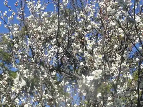 鶴岡八幡宮の自然
