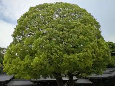 明治神宮(東京都)