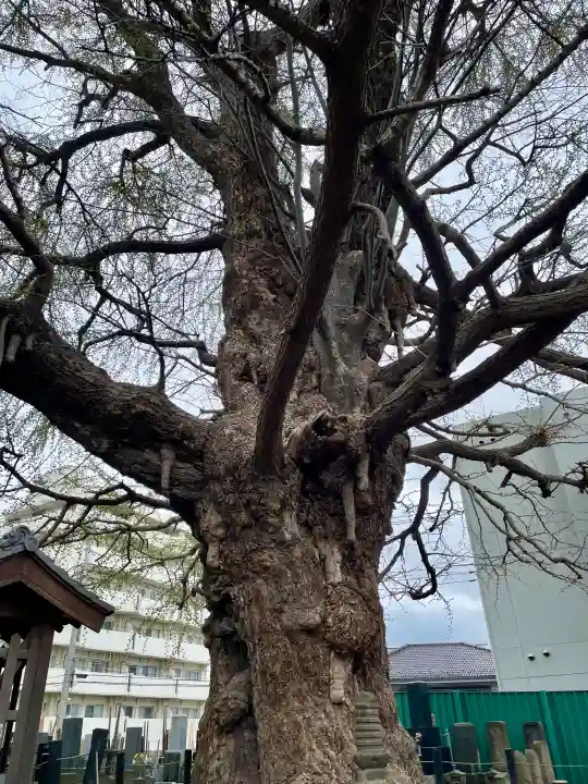 真福寺の{uncategorized: "未分類", other: "その他", undefined: "問題あり", building: "その他建物", grave: "お墓", sacred_gate: "鳥居", guardian: "狛犬", statue: "像", buddha: "仏像", history: "歴史", nature: "自然", garden: "庭園", animal: "動物", pagoda: "塔", temizu: "手水舎", mountain_gate: "山門・神門", sanctuary: "本殿・本堂", subordinate: "末社・摂社", art: "芸術", scenery: "景色", jizo: "地蔵", ema: "絵馬", goshuin: "御朱印", omikuji: "おみくじ", items: "授与品その他", amulet: "お守り", goshuincho: "御朱印帳", eats: "食事", festival: "お祭り", votive_dance: "神楽", shichigosan: "七五三参", wedding: "結婚式", experience: "体験その他", initially: "初詣", around: "周辺", anti_infection: "感染症対策"}